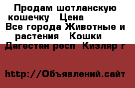 Продам шотланскую кошечку › Цена ­ 10 000 - Все города Животные и растения » Кошки   . Дагестан респ.,Кизляр г.